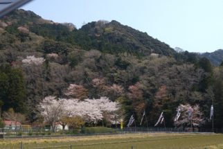 夏山町の山桜とこいのぼり(◕ᴗ◕✿)