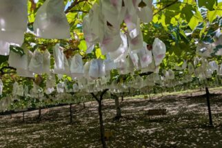 【岡崎おでかけ】ぶどう狩り🍇